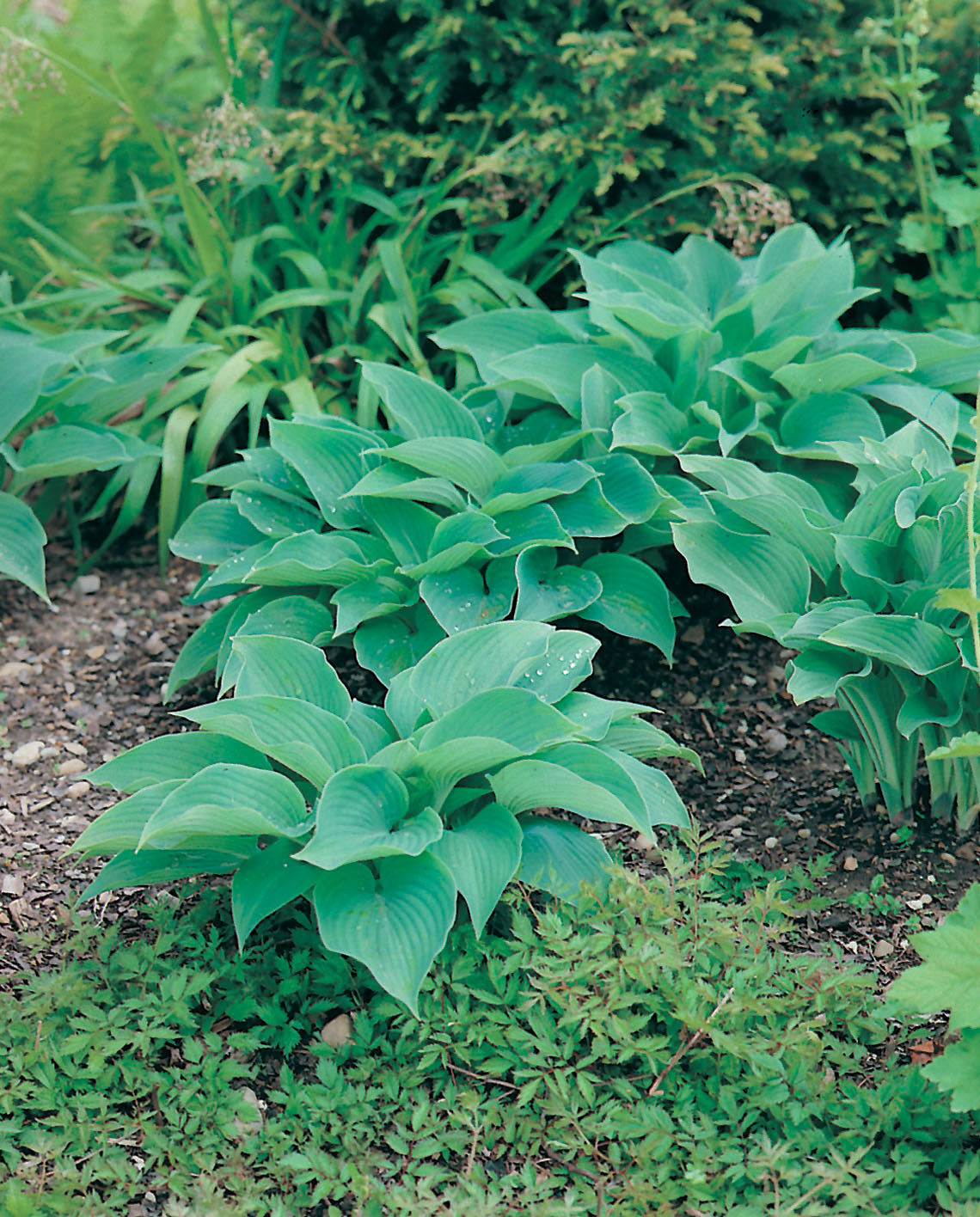 Hosta sieboldiana, 3-pack