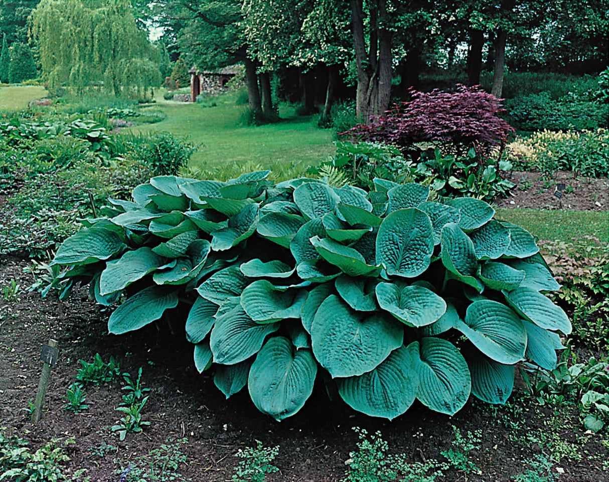 Hosta sieboldiana 'Elegans', 3-pack