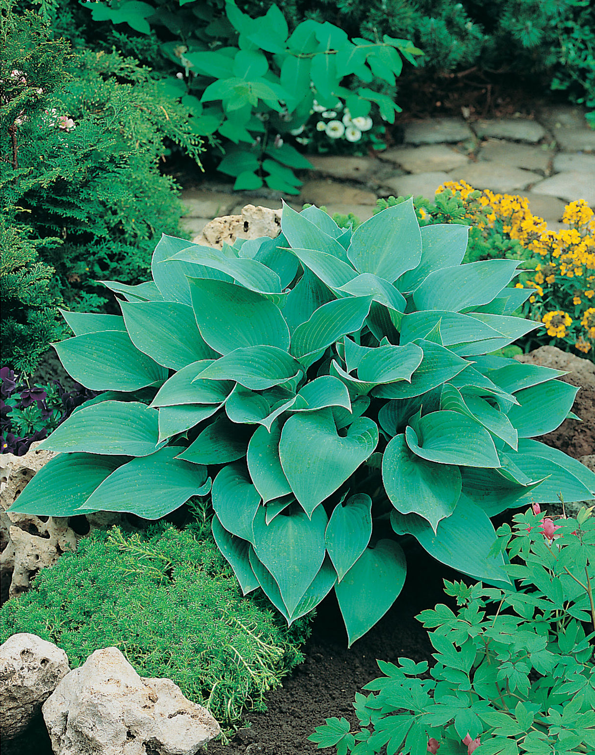 Hosta (Tardiana-Gr.) 'Halcyon', 3-pack