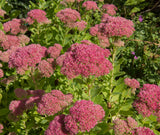 Hylotelephium 'Herbstfreude', 6-pack