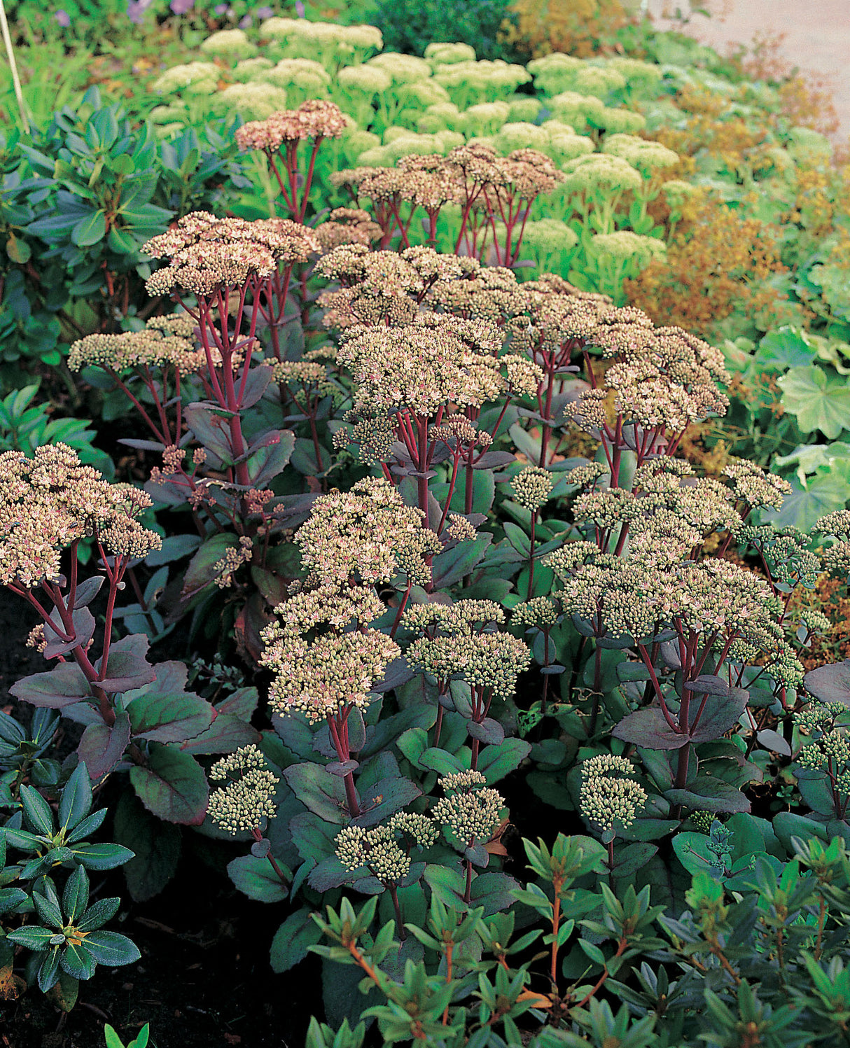 Hylotelephium 'Matrona', 3-pack