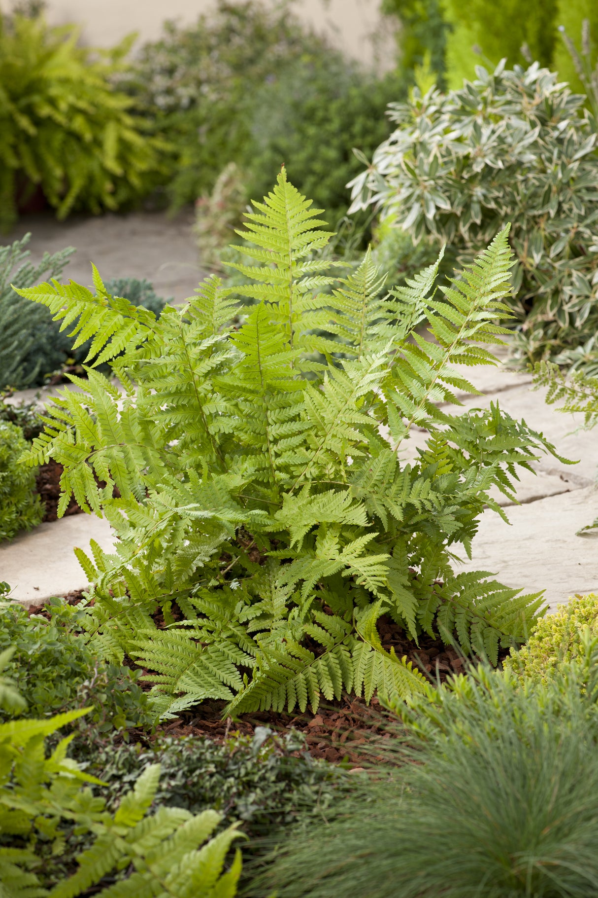 Dryopteris filix-mas, 3-pack