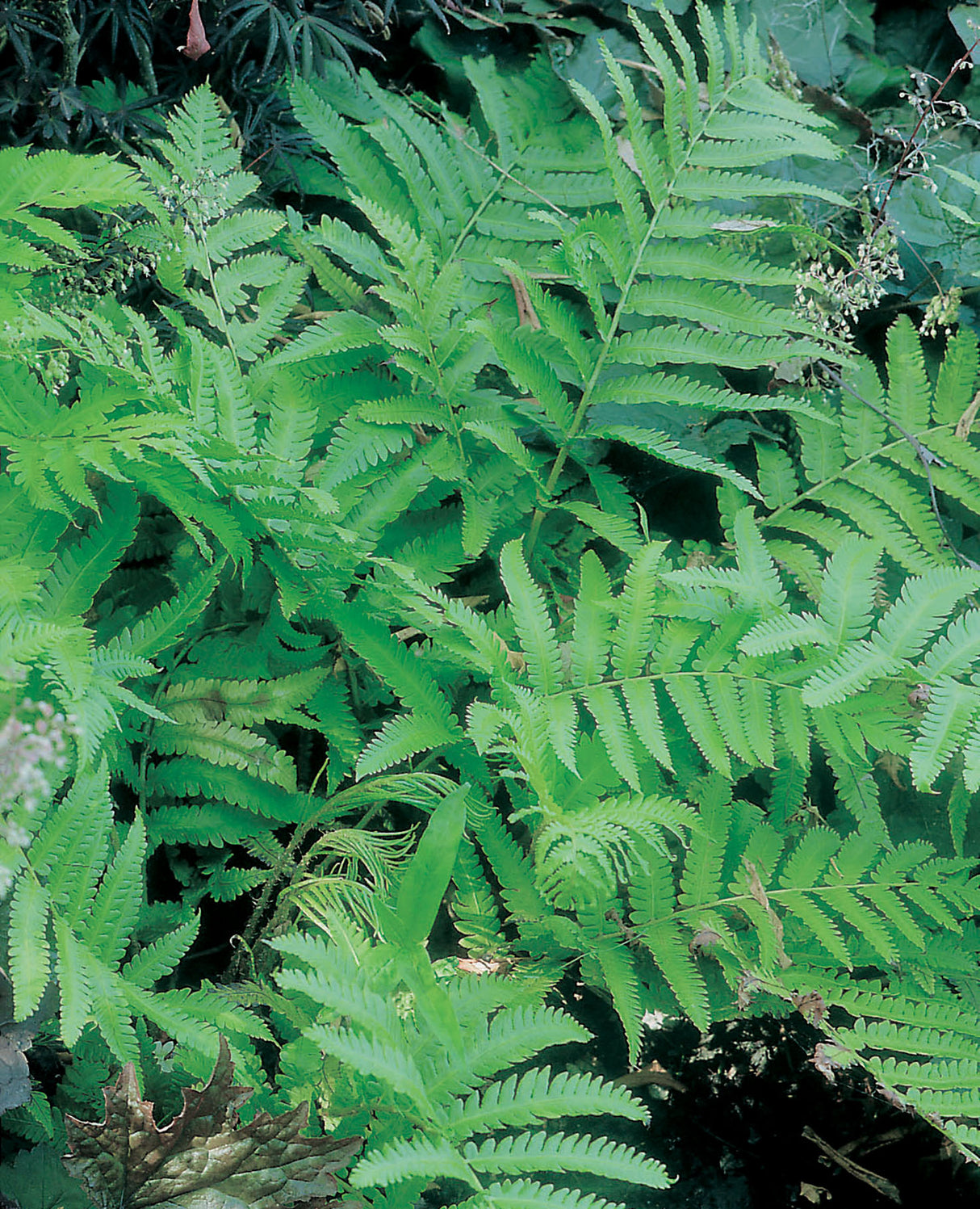 Matteuccia orientalis, 3-pack