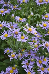 Aster amellus 'Axel Tallner', 6-pack