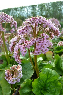 Bergenia cordifolia 'M?ja', 3-pack