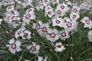 Dianthus (Plumarius-Gr.) 'Marieberg', 3-pack