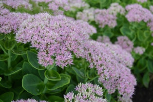 Hylotelephium spectabile 'Granlunda', 3-pack
