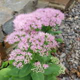 Hylotelephium spectabile 'Granlunda', 3-pack