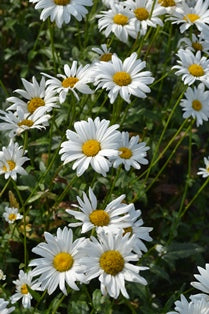 Leucanthemum x superbum 'Br?llopsg?van', 6-pack
