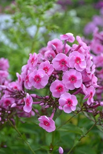 Phlox paniculata 'Morfar Albert', 3-pack