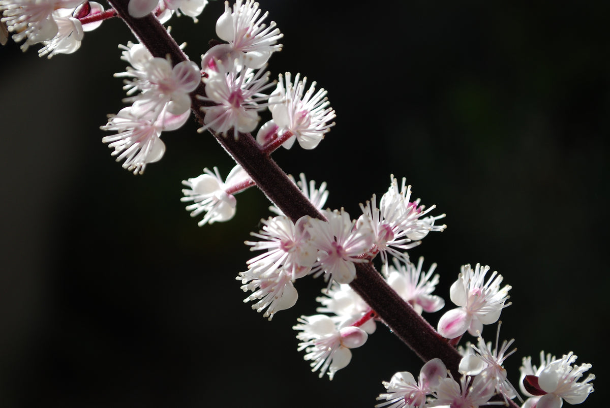 Actaea simplex 'Brunette', 2L, 4-pack