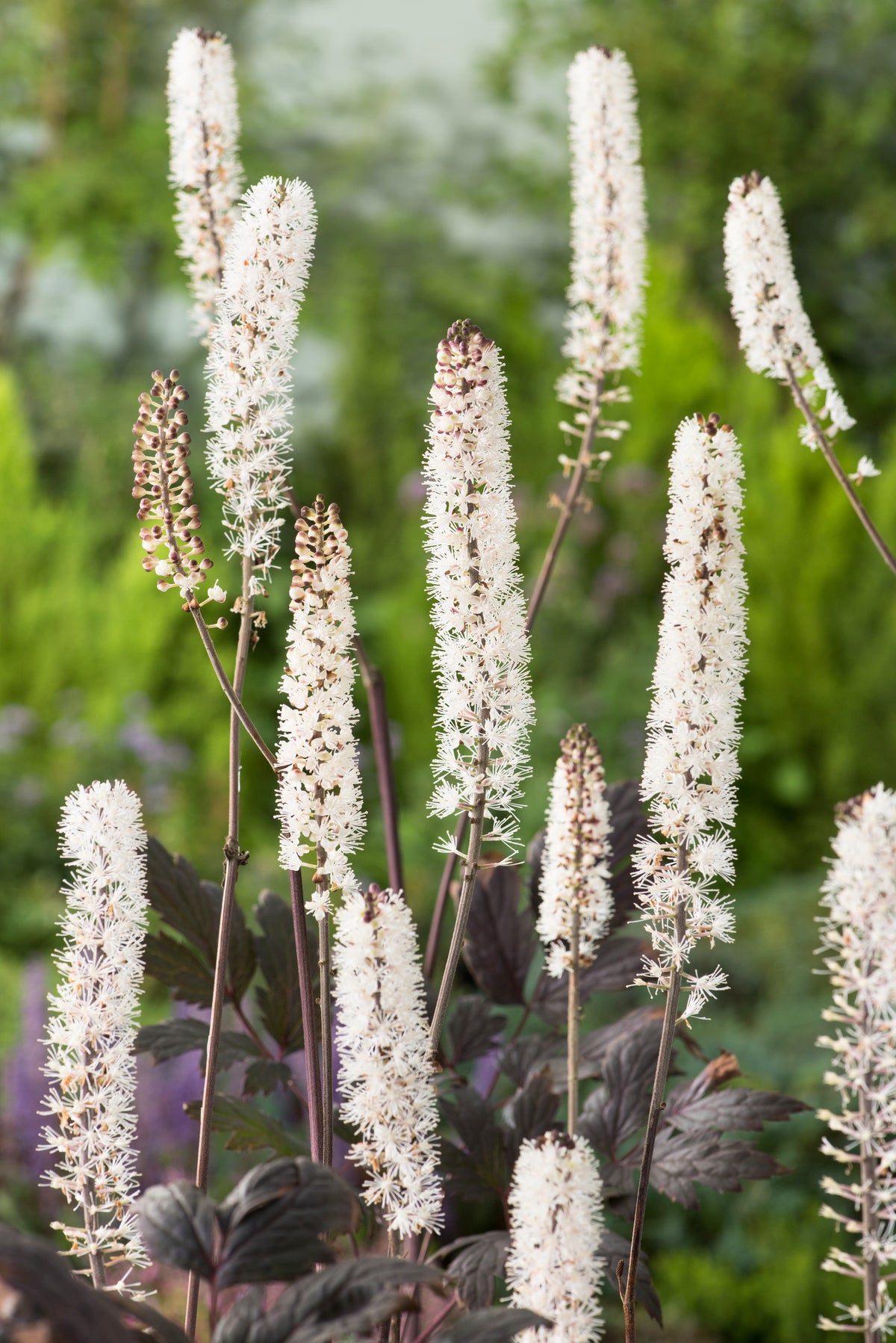 Actaea simplex 'Pink Spike', 2L, 2-pack