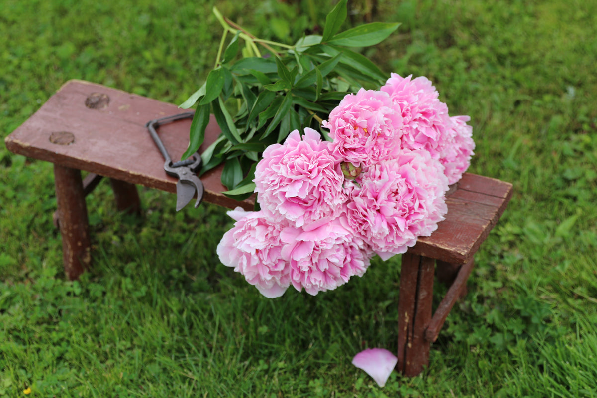 Paeonia lactiflora 'Sarah Bernhardt', 2L, 2-pack