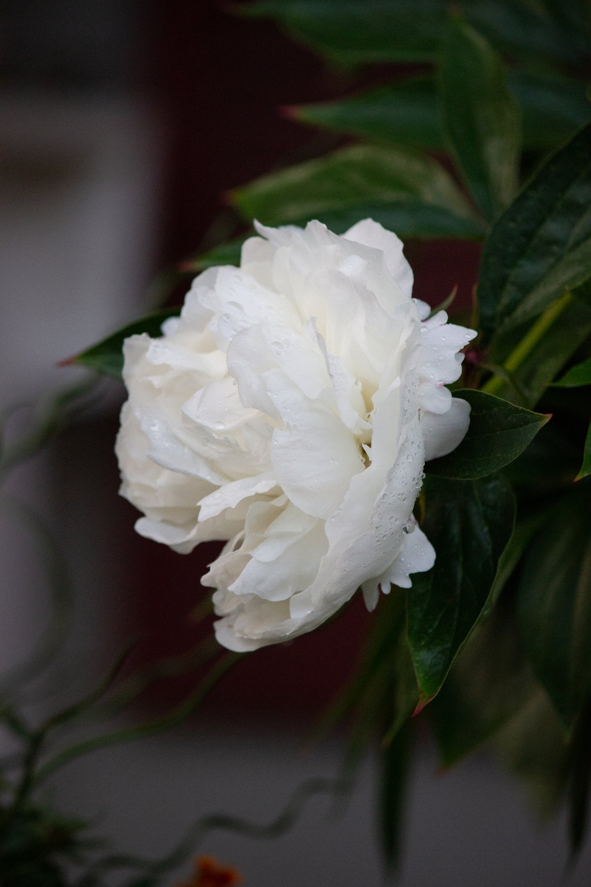 Paeonia lactiflora 'Shirley Temple', 2L, 1-pack
