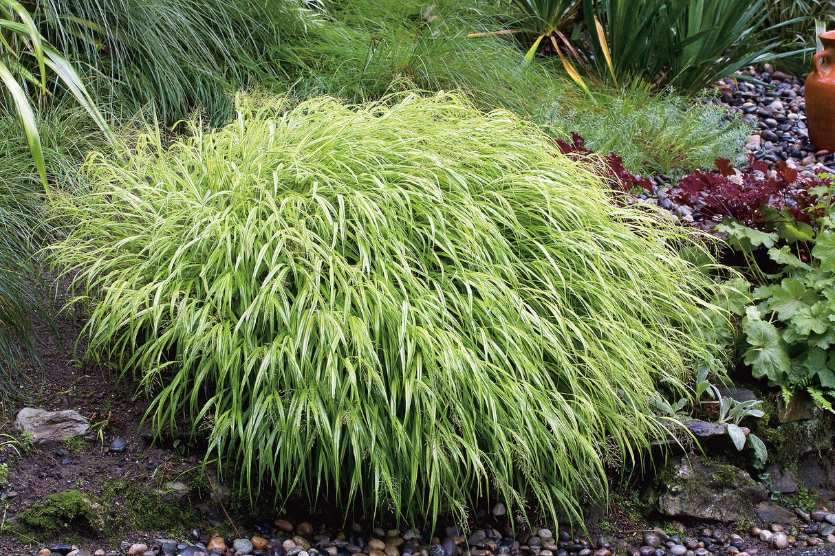 Hakonechloa macra, 3-pack