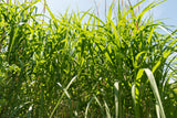 Miscanthus 'Giganteus', 2L, 2-pack