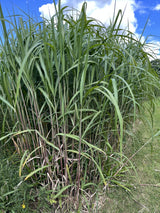Miscanthus 'Giganteus', 2L, 1-pack