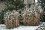 Miscanthus 'Giganteus', 2L, 10-pack