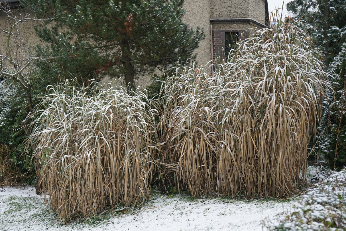 Miscanthus 'Giganteus', 2L, 2-pack