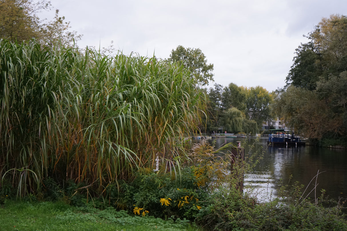Miscanthus 'Giganteus', 2L, 2-pack