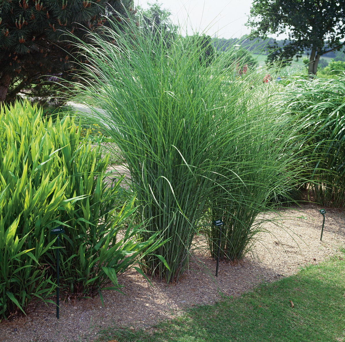 Miscanthus sinensis 'Gracillimus', 2L, 2-pack