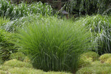 Miscanthus sinensis 'Gracillimus', 2L, 10-pack