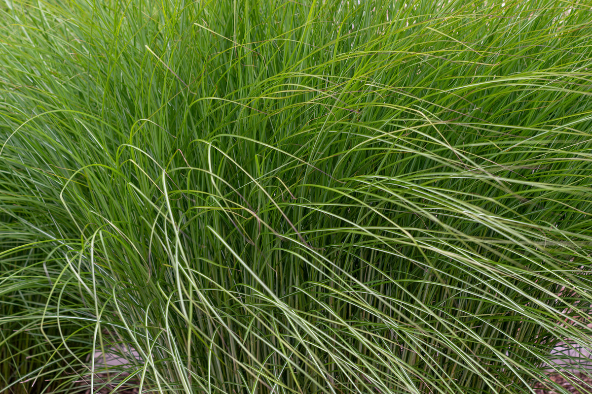 Miscanthus sinensis 'Gracillimus', 2L, 4-pack