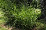 Miscanthus sinensis 'Gracillimus', 2L, 4-pack