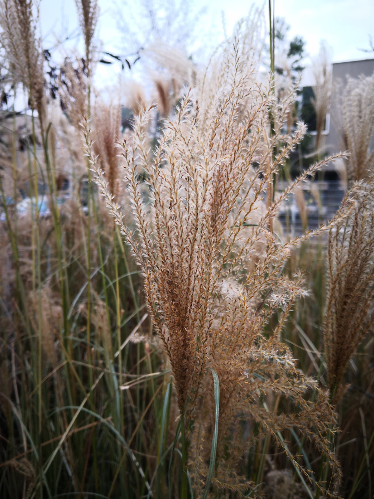 Miscanthus sinensis 'Kleine Font?ne', 2L, 10-pack