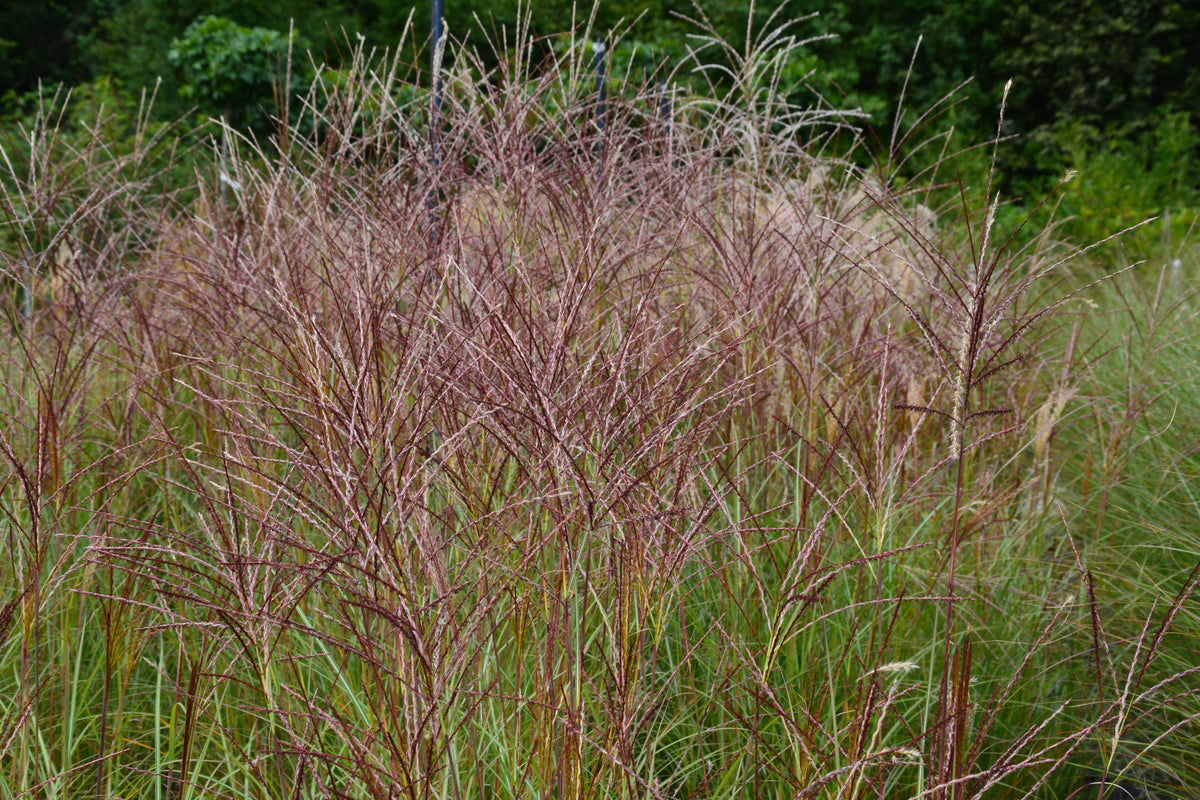 Miscanthus sinensis 'Kleine Silberspinne', 2L, 2-pack