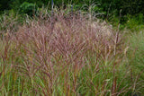 Miscanthus sinensis 'Kleine Silberspinne', 2L, 2-pack