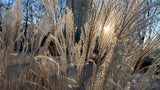 Miscanthus sinensis 'Kleine Silberspinne', 2L, 1-pack