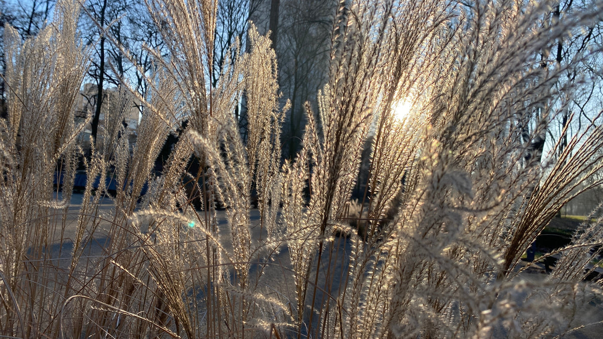 Miscanthus sinensis 'Kleine Silberspinne', 2L, 2-pack