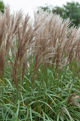 Miscanthus sinensis 'Malepartus', 2L, 2-pack