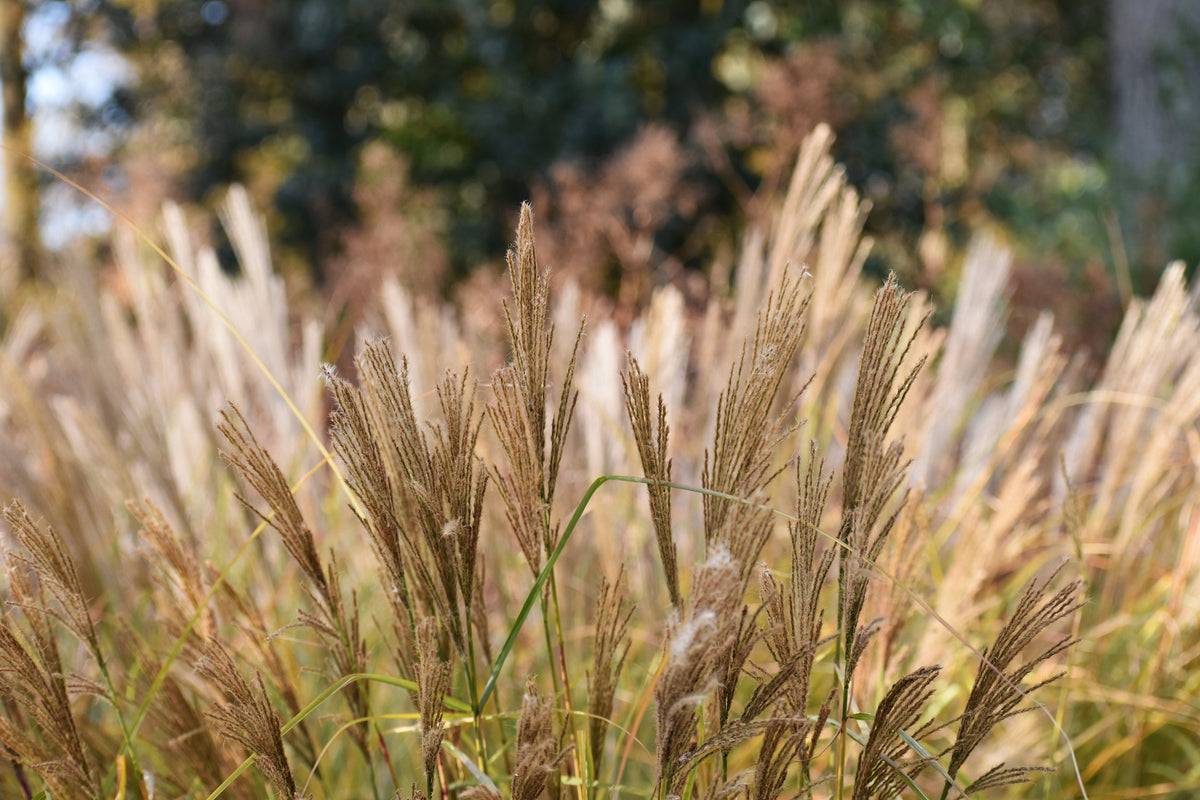 Miscanthus sinensis 'Malepartus', 2L, 2-pack
