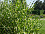 Miscanthus sinensis 'Strictus', 2L, 2-pack