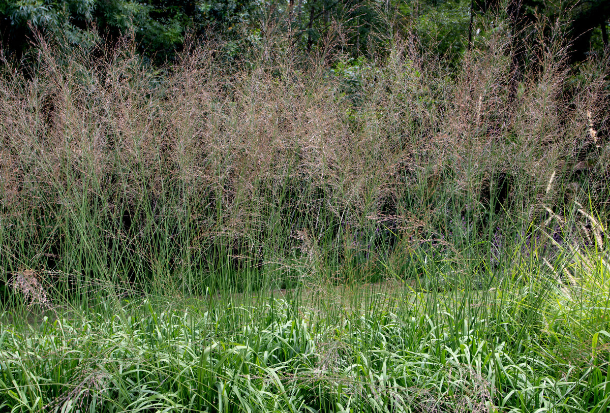 Molinia arundinacea 'Transparent', 2L, 2-pack
