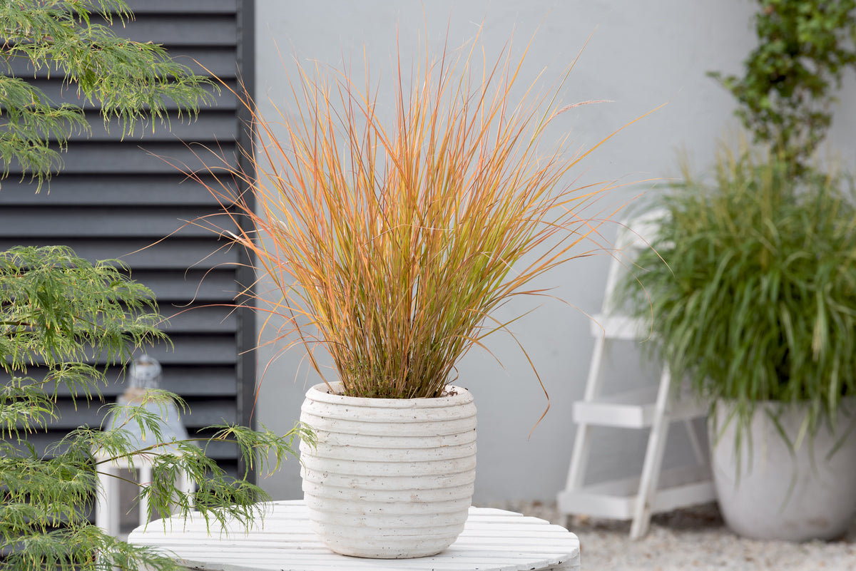 Anemanthele lessoniana 'Sirocco', 2L, 4-pack