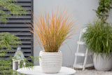 Anemanthele lessoniana 'Sirocco', 2L, 4-pack