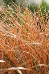 Brandstarr 'Prairie Fire' 2L, 1-pack