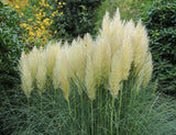 Pampasgräs 'Pumila' 2L, 1-pack