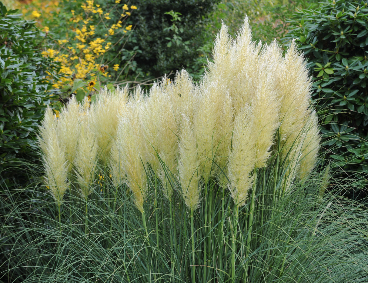 Pampasgräs 'Pumila' 2L, 2-pack