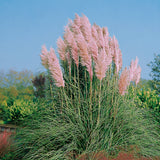 Pampasgräs 'Rosea' 2L, 1-pack