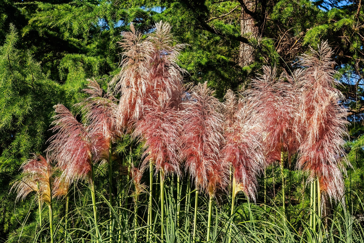 Pampasgräs 'Rosea' 2L, 1-pack