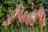 Pampasgräs 'Rosea' 2L, 10-pack