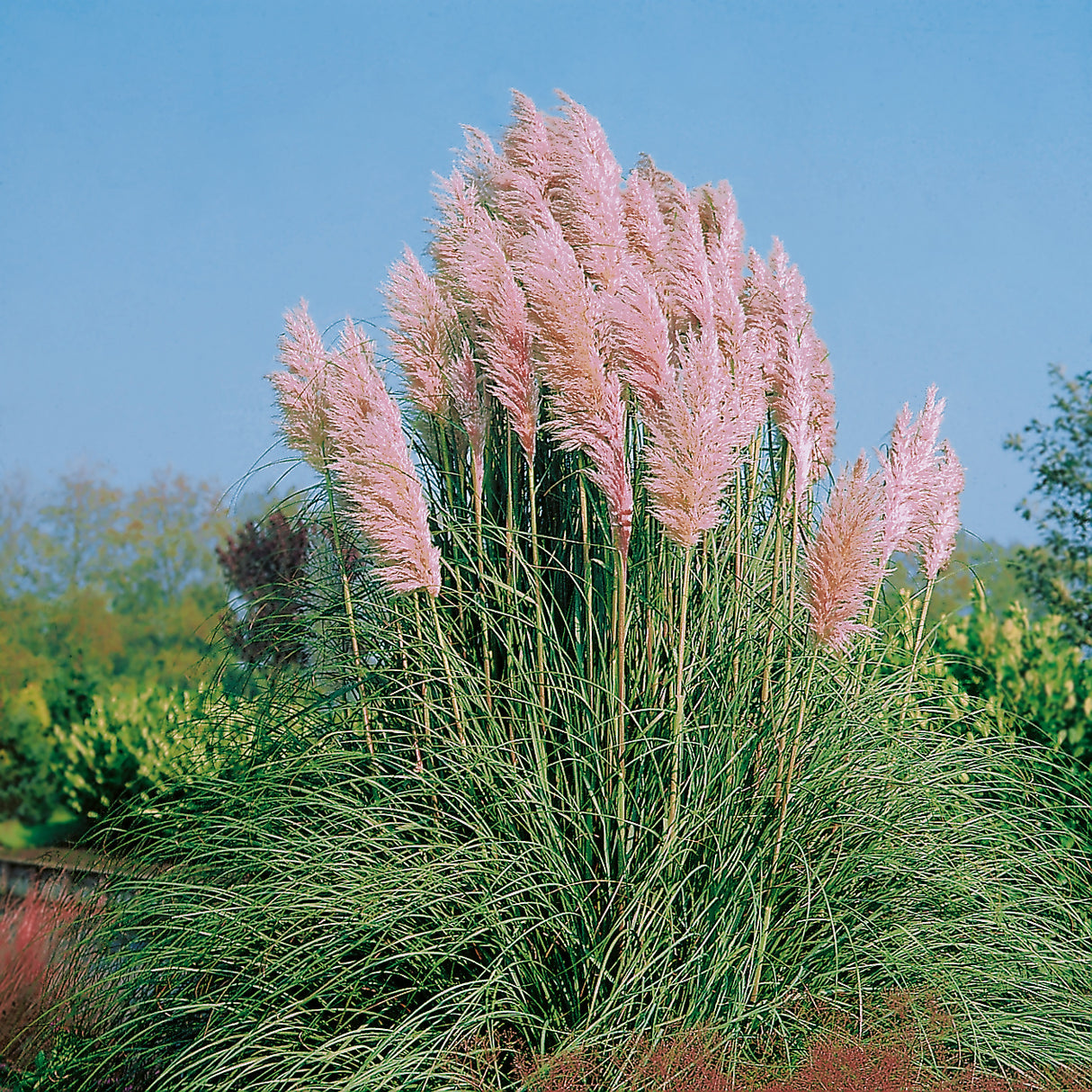 Pampasgräs 'Rosea' 2L, 10-pack
