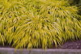 Hakonechloa macra 'Aureola', 2L, 10-pack