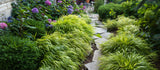 Hakonechloa macra 'Aureola', 2L, 4-pack