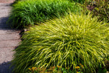 Hakonechloa macra 'Aureola', 2L, 10-pack