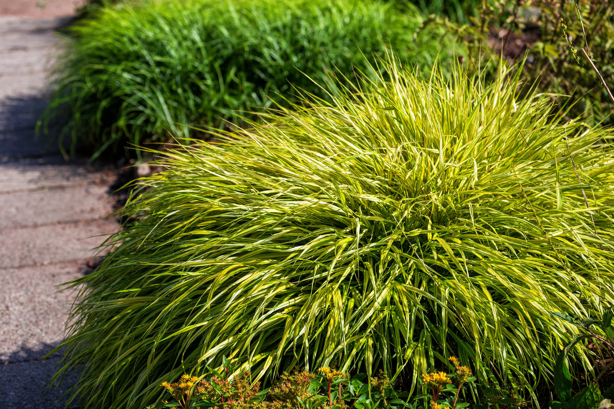 Hakonechloa macra 'Aureola', 2L, 4-pack